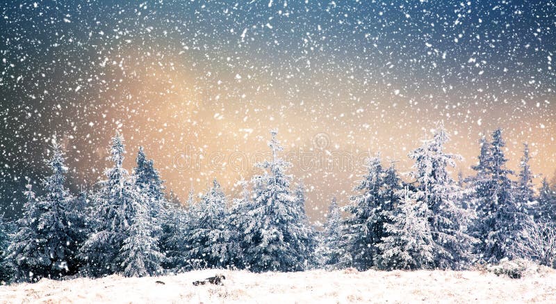 winter wonderland - Christmas background with snowy fir trees in