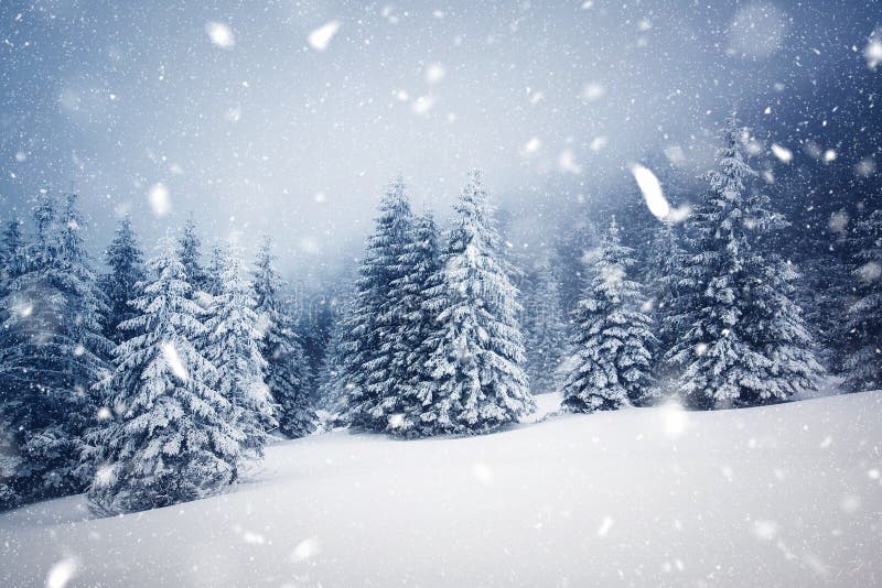 winter wonderland - Christmas background with snowy fir trees in