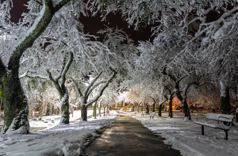 Winter wonderland. Trees covered in snow, night city lights shining through. Ideal picture that brings up holiday spirit