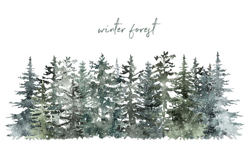 Winter forest background with pine and spruce trees on white backdrop. Christmas and New Year template