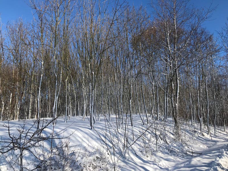 Winter in the woods during sunny day, snow shining.