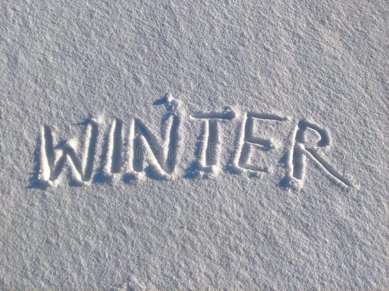 WinterWort im Schnee stockfoto. Bild von reinheit, hintergrund 91927456
