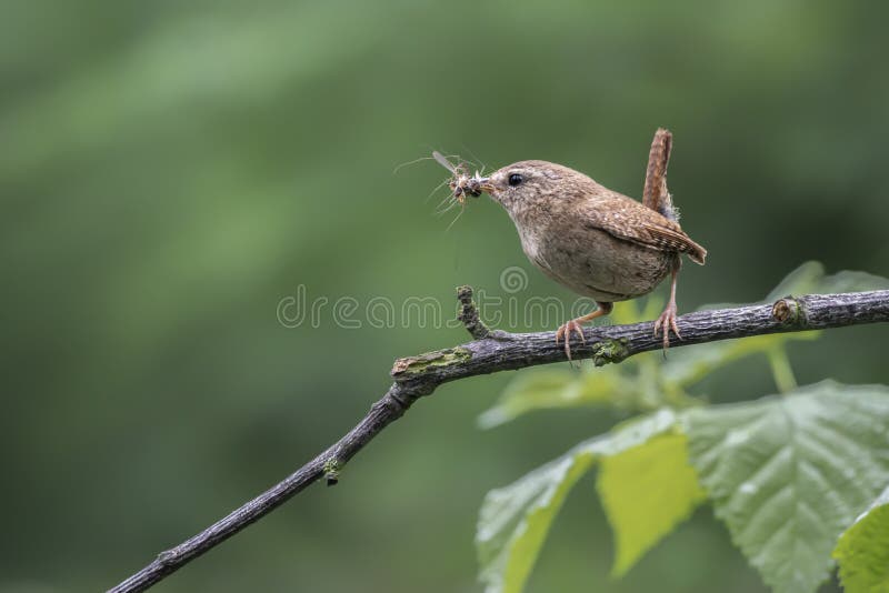 Winter Wren Troglodytes troglodyte on a branch. howing insect food in her mouth to feed her chicks, beautiful brown bird.