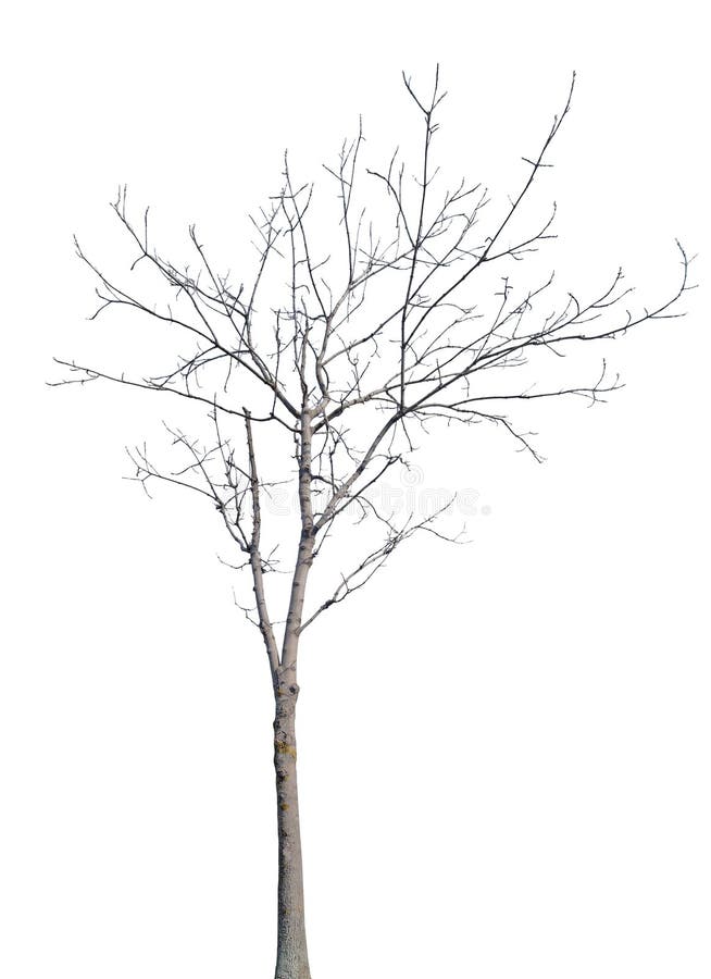 Young Winter Tree with Bare Branches Stock Photo Image of silhouette, bare 158635432