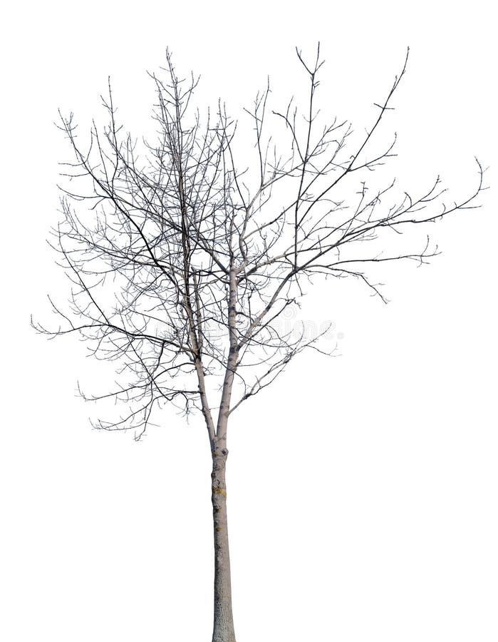 Young Winter Tree with Bare Branches Stock Photo Image of silhouette, bare 158635432