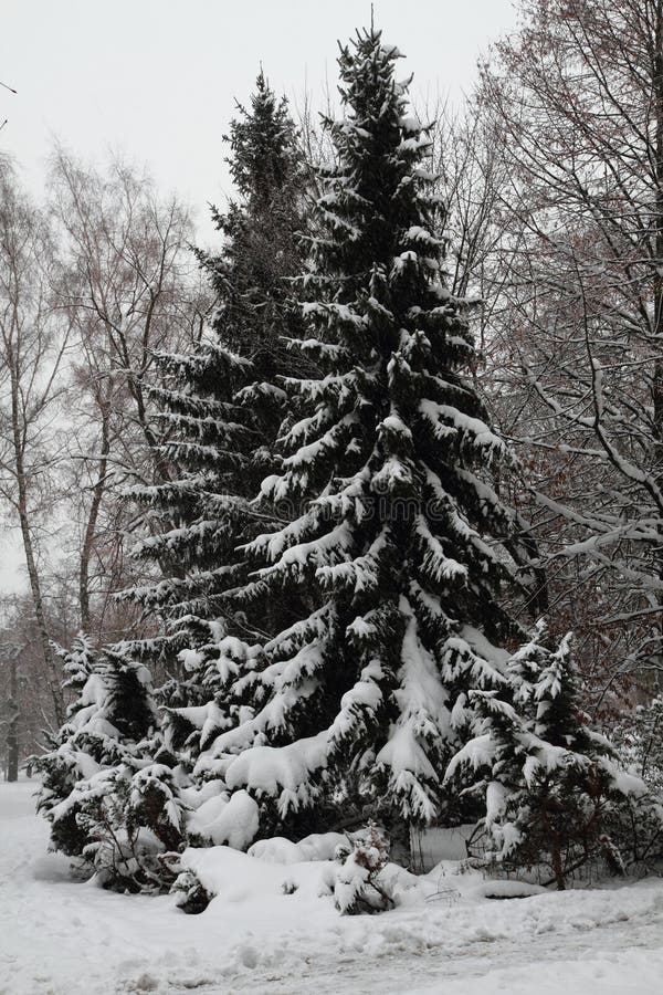 Winterbaum im Schnee lizenzfreie stockfotos Winterbaum im Schnee lizenzfreie stockfotos