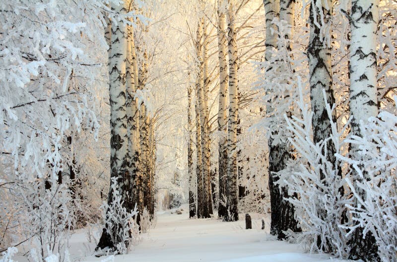 Winterbirkenholz in der Morgenleuchte lizenzfreie stockfotografie Winterbirkenholz in der Morgenleuchte lizenzfreie stockfotografie
