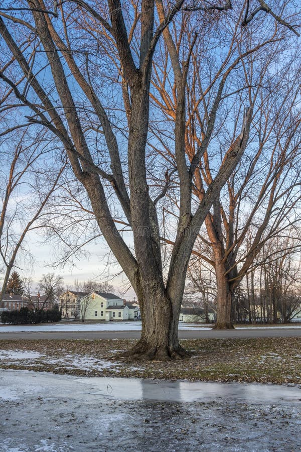 Winter View in Neighborhood with Bare Trees on the Foreground. Winter View in Neighborhood with Bare Trees on the Foreground