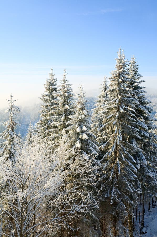 Winter calm mountain landscape with rime and snow covered spruce trees and some snowfall. Winter calm mountain landscape with rime and snow covered spruce trees and some snowfall