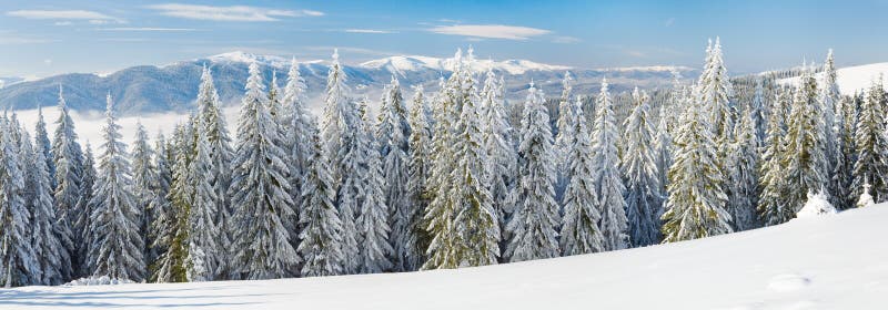 Winter calm mountain landscape with rime and snow covered spruce trees. Three shots stitch image. Winter calm mountain landscape with rime and snow covered spruce trees. Three shots stitch image.