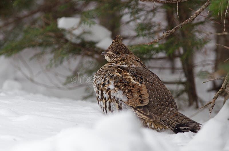 Wintering Ruffed grouse stock photo