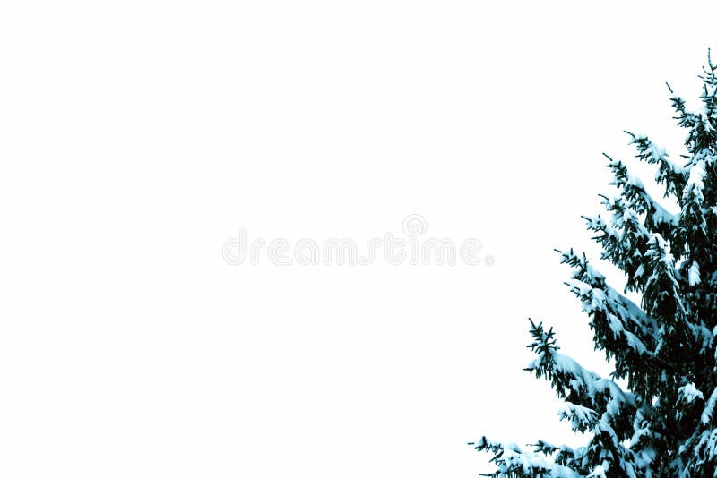 Winterkiefer in der Ecke lizenzfreie stockfotografie Winterkiefer in der Ecke lizenzfreie stockfotografie