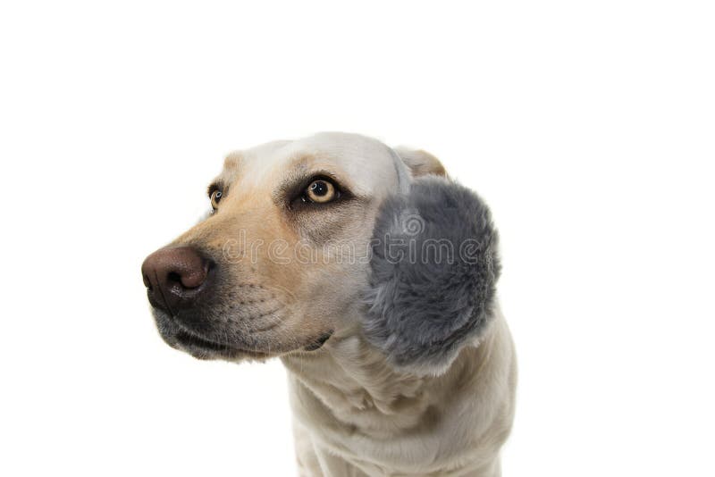 WINTERLABRADOR DOG SCARED OF FIREWORKS, THUNDERSTORMS, LOUD NOISES. WEARING FLUFFY EARMUFFS. ISOLTED SHOT AGAINST WHITE BACKGROUND