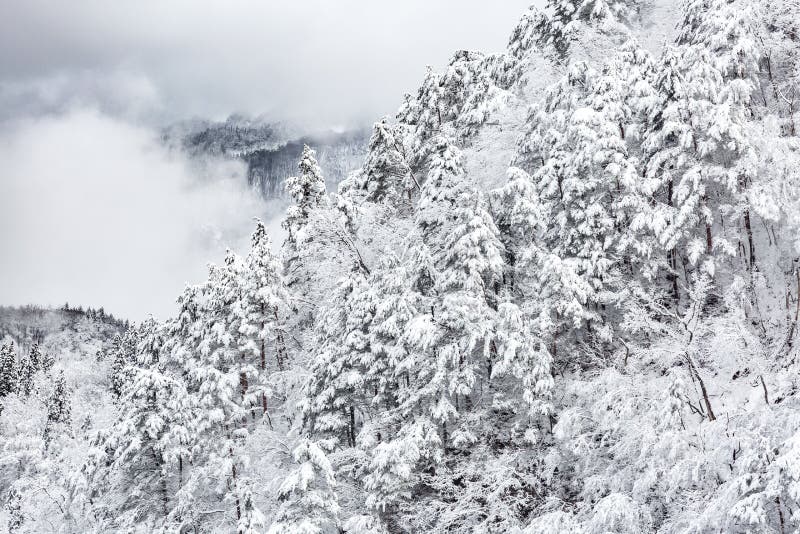 Winterlandschaft froest stockfotos Winterlandschaft froest stockfotos