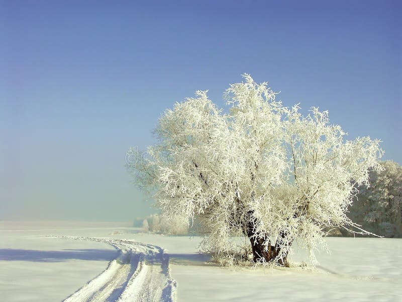 Winterlandschaft, Frost deckte die Bäume ab lizenzfreies stockfoto Winterlandschaft, Frost deckte die Bäume ab lizenzfreies stockfoto