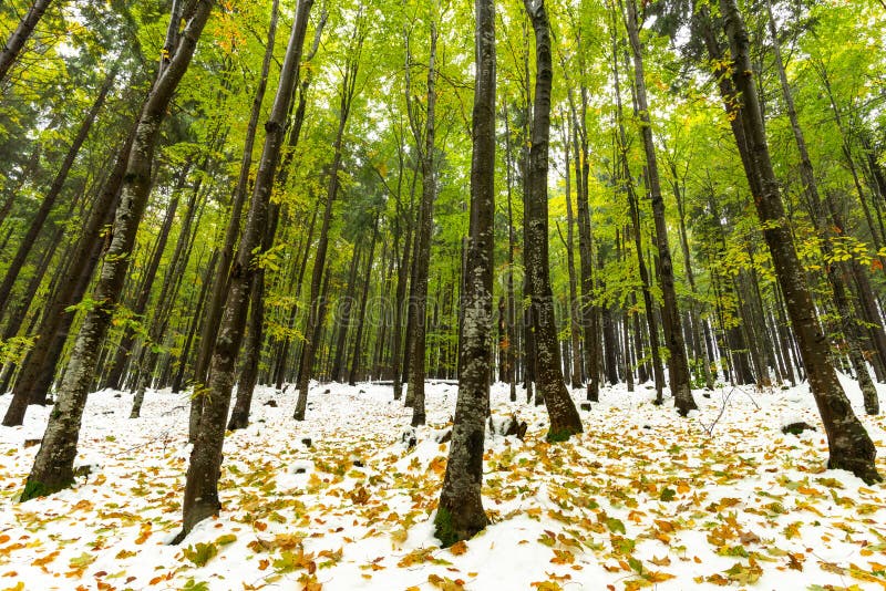 Winterlandschaft im Wald in der Herbstzeit stockfoto Winterlandschaft im Wald in der Herbstzeit stockfoto
