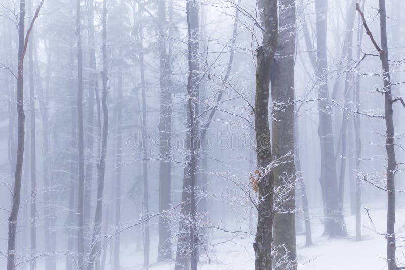 Winterlandschaft im Wald mit Suppengrün und Nebel lizenzfreie stockfotografie Winterlandschaft im Wald mit Suppengrün und Nebel lizenzfreie stockfotografie