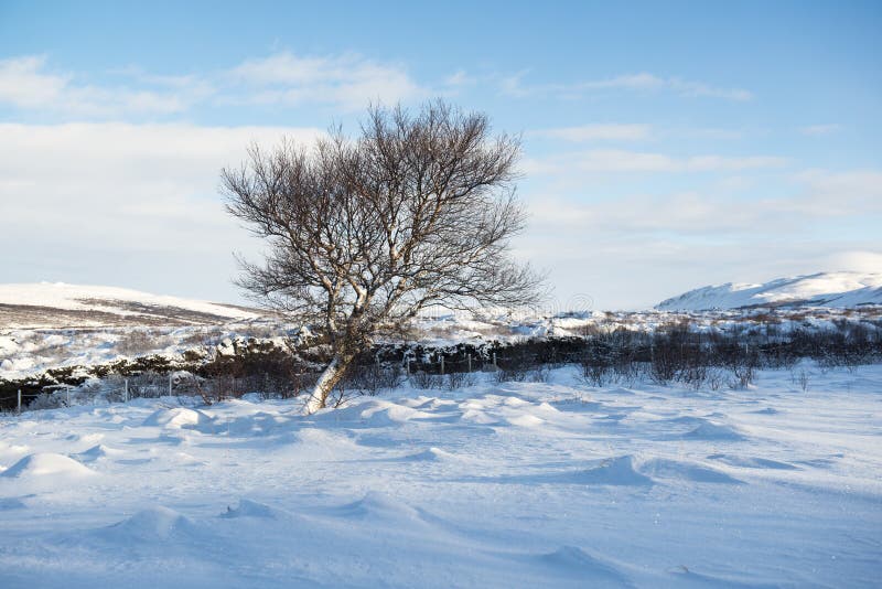 Winterlandschaft mit Schneedünen und einem einsamen Winterbaum, Island stockbild Winterlandschaft mit Schneedünen und einem einsamen Winterbaum, Island stockbild