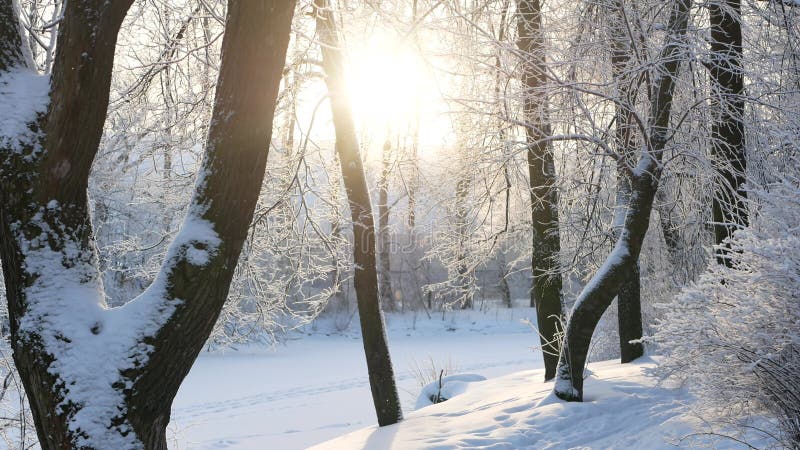 Winterlandschap een sneeuwbedekt park met prachtige bomen bedekt met een hoarfrost.