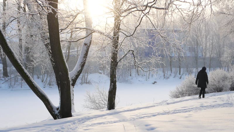 Winterlandschap een sneeuwbedekt park met prachtige bomen bedekt met een hoarfrost.