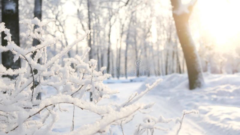 Winterlandschap een sneeuwbedekt park met prachtige bomen bedekt met een hoarfrost.