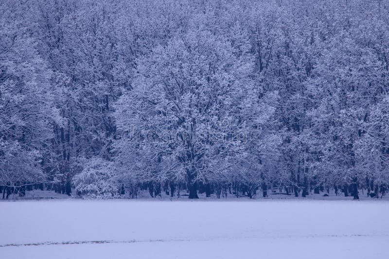 Winterlandschap met bomen stock fotografie
