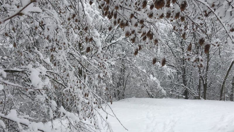 Winterlandschap met sneeuwbomen