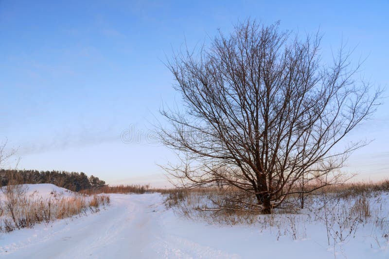Winterlandschap Winterlandweg Sporen van auto's in de sneeuw Een boom met brede takken tegen de achtergrond royalty-vrije stock foto Winterlandschap Winterlandweg Sporen van auto's in de sneeuw Een boom met brede takken tegen de achtergrond royalty-vrije stock foto