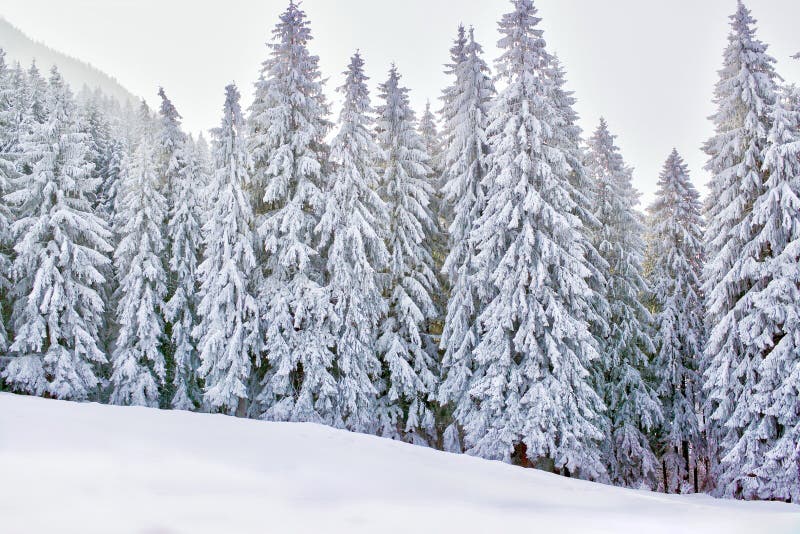 Wintermärchenland mit schneebedeckten Bäumen und Bergen