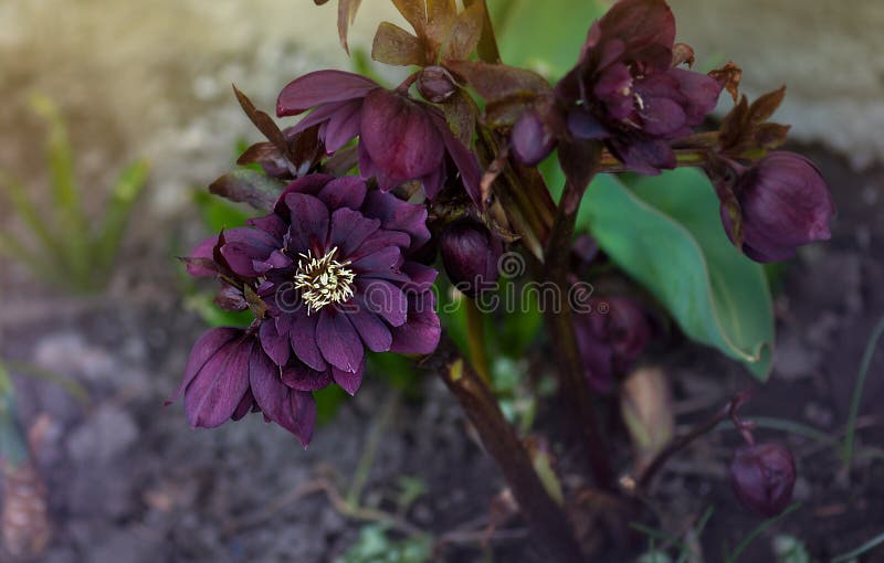 Winterroze of kerstrozenbloem met evergroene bladeren. evergreen plant hellebore rozenbloem of lenten rose stock foto's Winterroze of kerstrozenbloem met evergroene bladeren. evergreen plant hellebore rozenbloem of lenten rose stock foto's