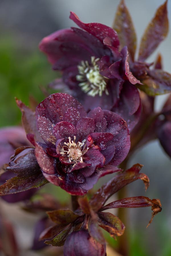 Winterroze of kerstrozenbloem met evergroene bladeren. hellebore rozenbloem met dubbele magie blauw royalty-vrije stock fotografie Winterroze of kerstrozenbloem met evergroene bladeren. hellebore rozenbloem met dubbele magie blauw royalty-vrije stock fotografie