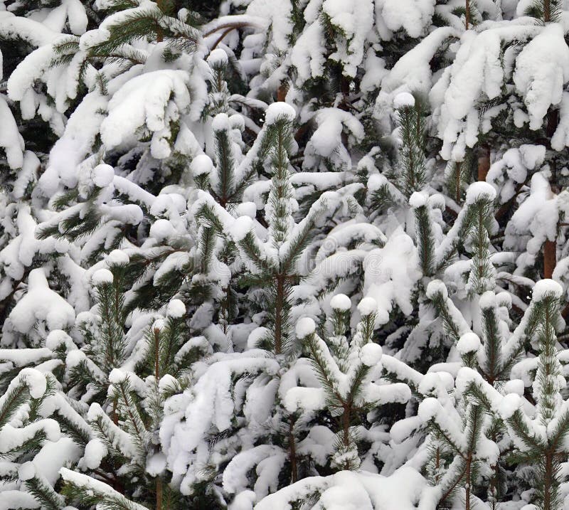 Winter snow on pine seamless background pattern. Winter snow on pine seamless background pattern