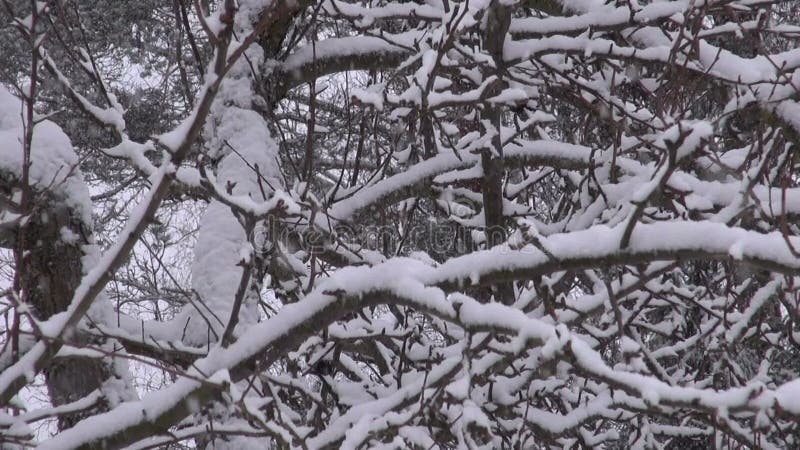 Winterschneeschneeflockenfallen und -Baumast