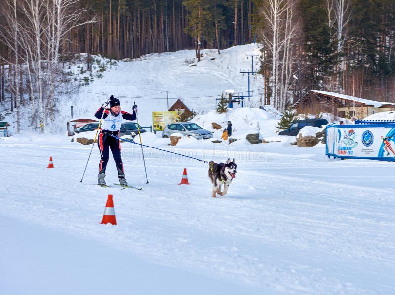 Dog skijoring. Winter sport championship competition. Husky sled dog pull musher on ski. Chelyabinsk, Russia, January 25, 2020. Dog skijoring. Winter sport championship competition. Husky sled dog pull musher on ski. Chelyabinsk, Russia, January 25, 2020