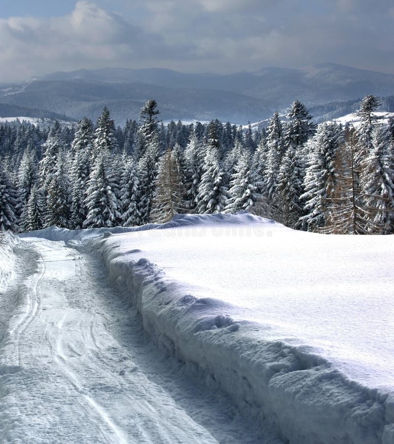 Winter mountain forest. high spruce. snowfields. snowy road. Winter mountain forest. high spruce. snowfields. snowy road