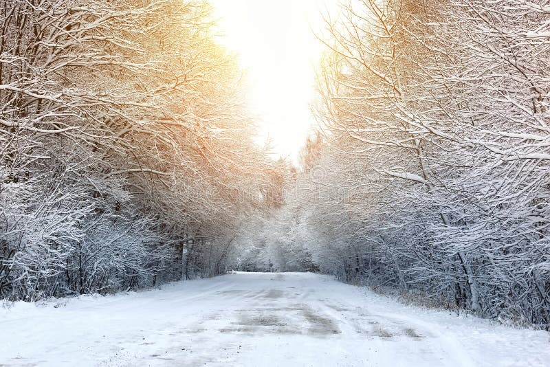 Winterstraße im Wald lizenzfreie stockfotos Winterstraße im Wald lizenzfreie stockfotos
