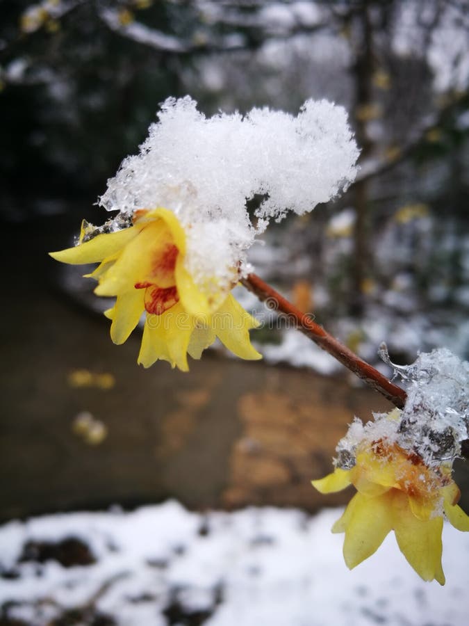 Wintersweet blossombing in the snow day