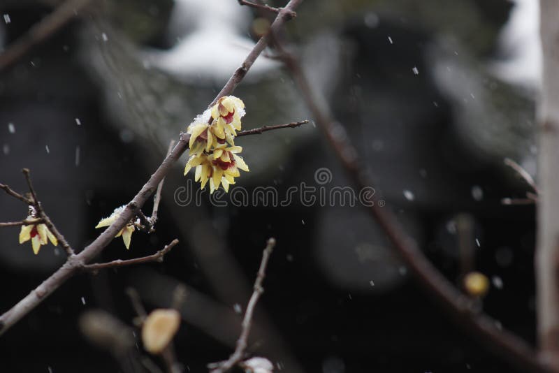 Wintersweet blossombing in the snow day