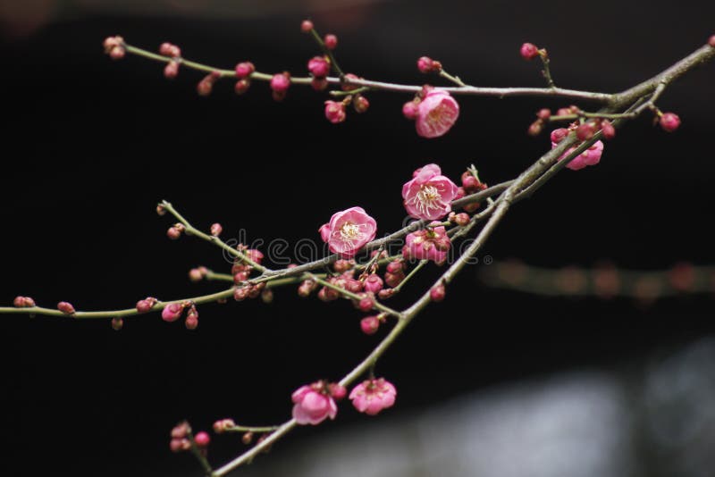 Wintersweet blossombing in a sunny day