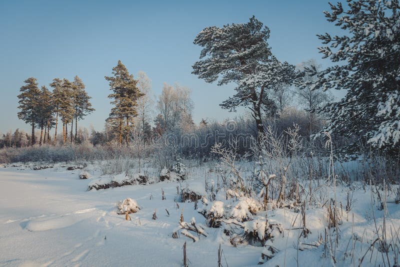 Wintertijd in bosmeer Altijdgroene hout en kust in sneeuw stock foto Wintertijd in bosmeer Altijdgroene hout en kust in sneeuw stock foto