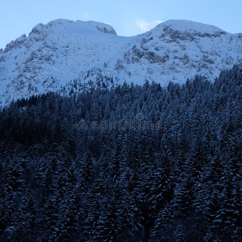 Snowy Alpine Pine Forest royalty free stock images Snowy Alpine Pine Forest royalty free stock images