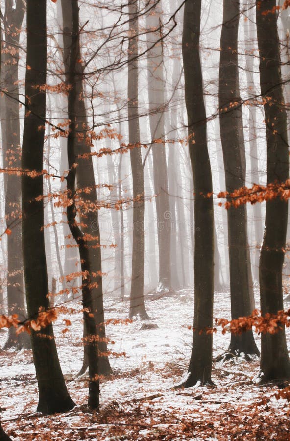 Wintertrees im Nebel lizenzfreies stockbild Wintertrees im Nebel lizenzfreies stockbild