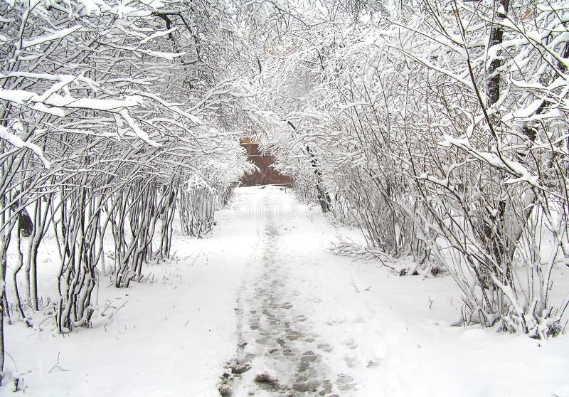 51 7 Winterwald Fotos Kostenlose Und Royalty Free Stock Fotos Von Dreamstime