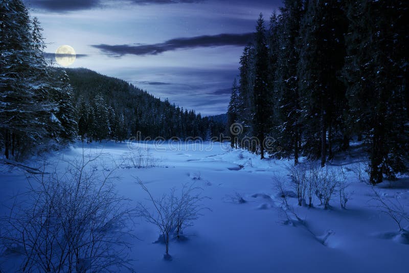 Winter forest in mountains at night in full moon light. tall spruce trees around the snow covered meadow. Winter forest in mountains at night in full moon light. tall spruce trees around the snow covered meadow