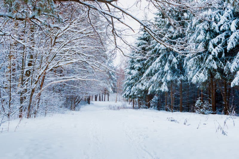 51 7 Winterwald Fotos Kostenlose Und Royalty Free Stock Fotos Von Dreamstime