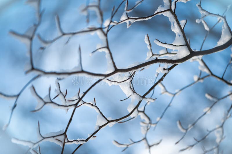 Winter twigs in snow on blue sky background. Winter twigs in snow on blue sky background.