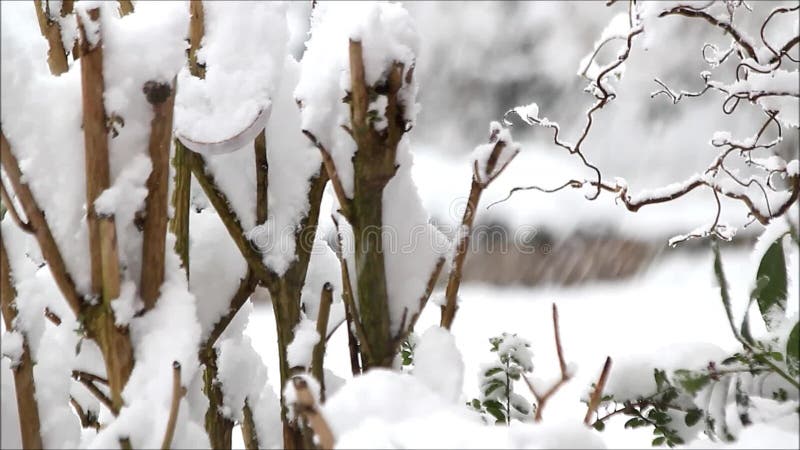 Wintry landscape, snow on tree branches