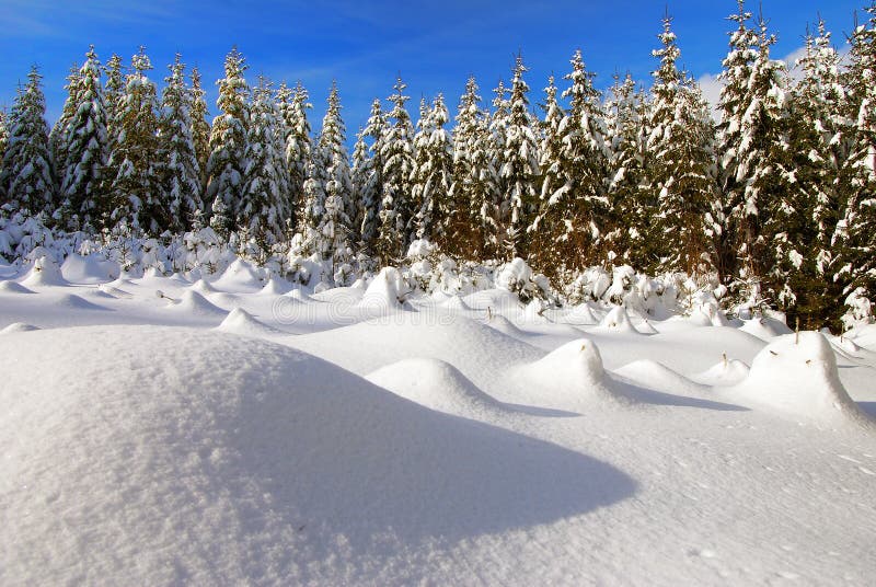 Wintry scenery with snowy glade and forest