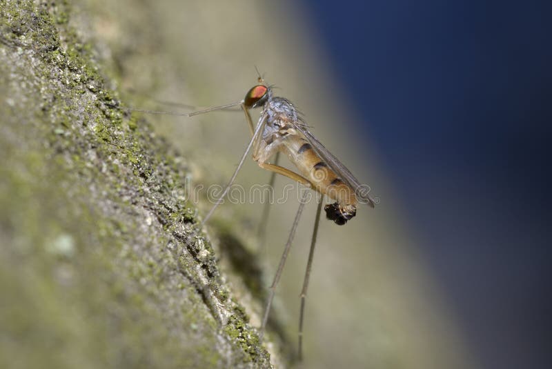 Winzige Langbeinfliege neurigona quadrifasciata sitzend auf einem Baumstamm blauen Hintergrund lizenzfreie stockbilder