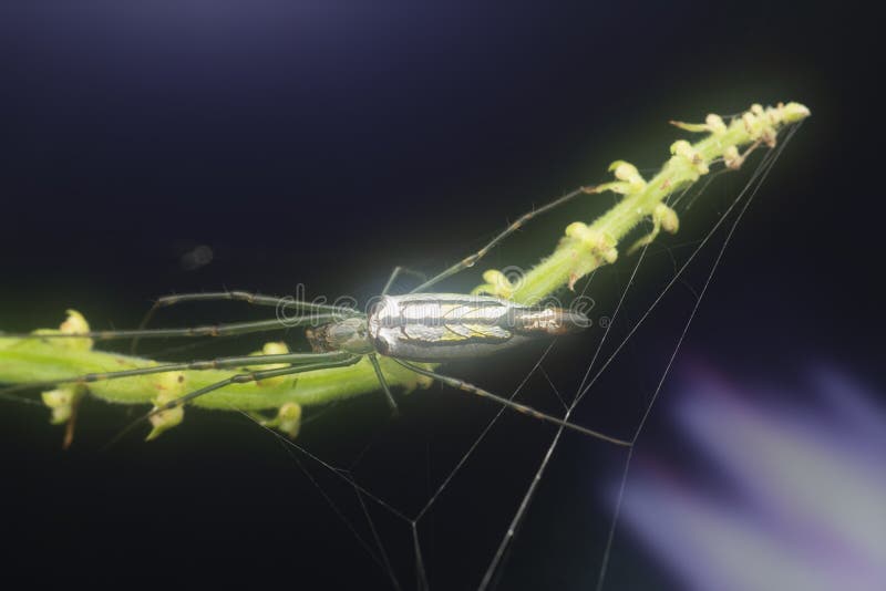 Winzige, langgezogene Grasspinne mit abflachtem Hintergrund. Bild der winzigen Langkiefer-Spinne mit glühendem Hintergrund.